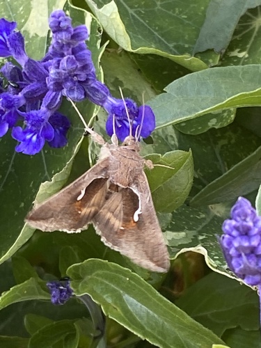 Celery Looper Moth