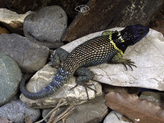 Sceloporus mucronatus