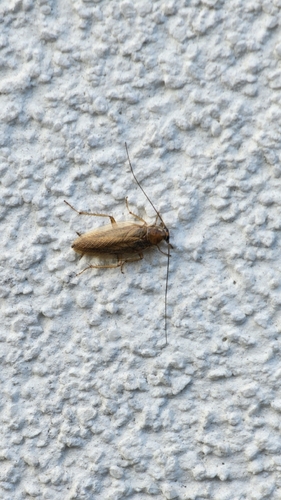 Amber Wood Cockroach
