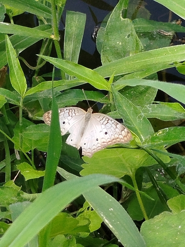 White Peacock