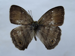 Cissia pseudoconfusa