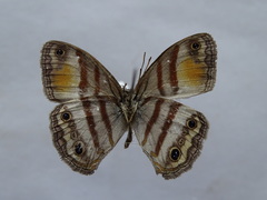 Cissia pseudoconfusa