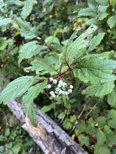 red osier dogwood