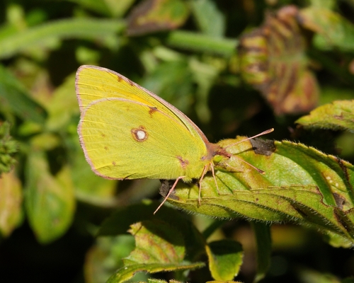 Clouded Yellow