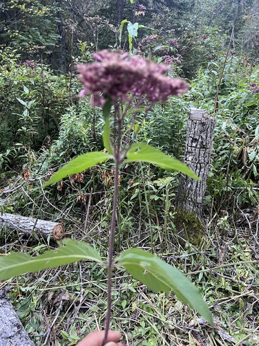 spotted Joe-Pye weed
