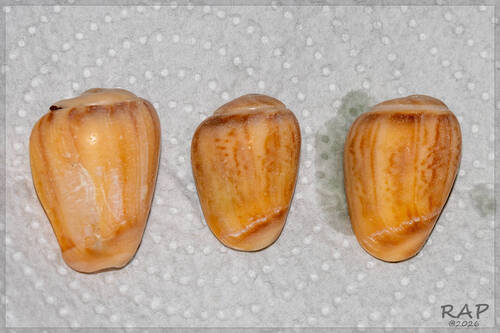 Olivancillaria urceus, 2026-07-27