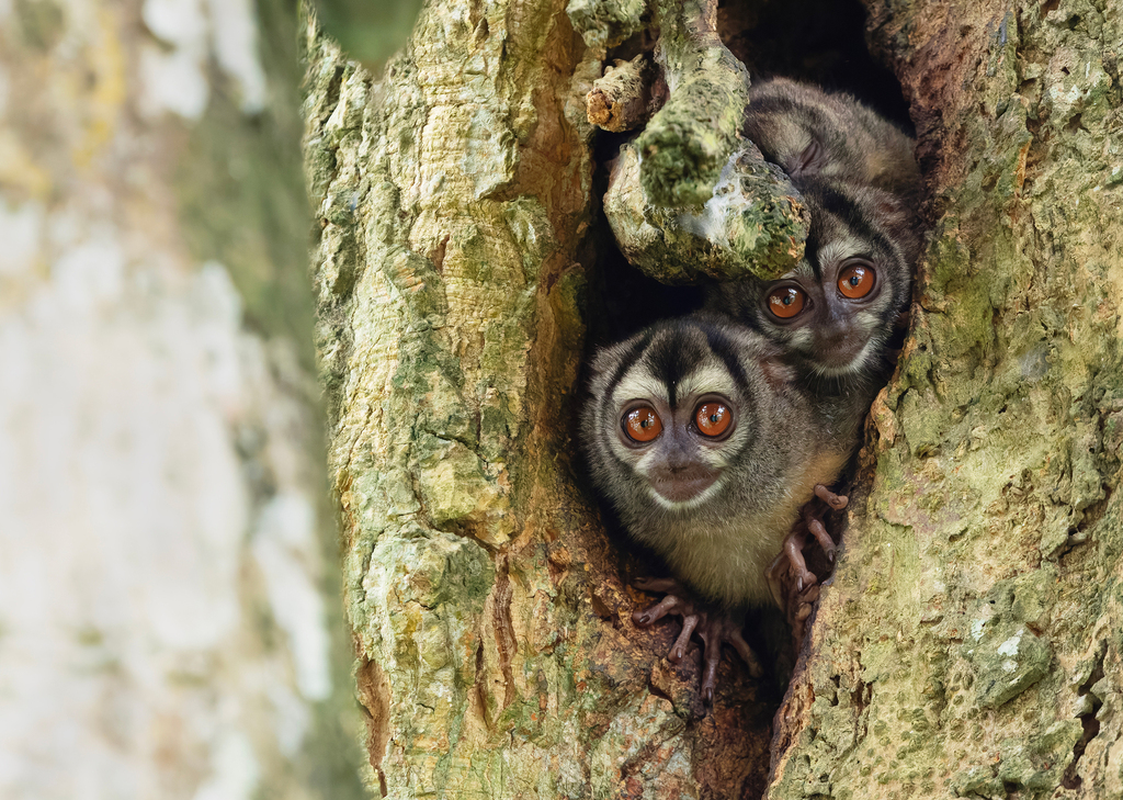 Night Monkeys