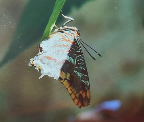 Two-tailed Pasha