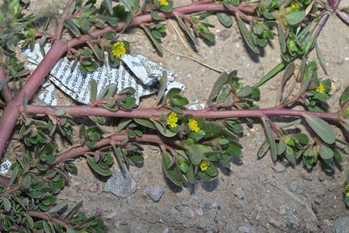 Common Purslane