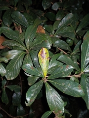Magnoliopsida