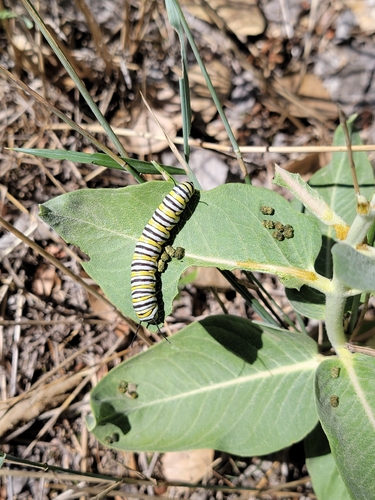 Monarch