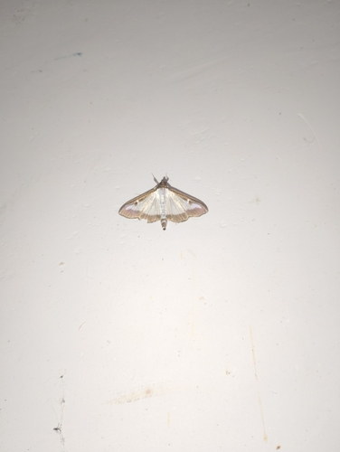 Box Tree Moth