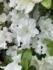 Rhododendron