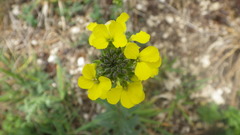 Erysimum odoratum