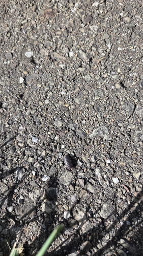 Common Pill Woodlouse