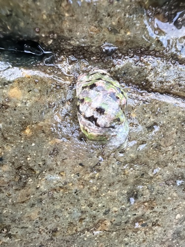 Mexacanthina lugubris observed 2026-09-14