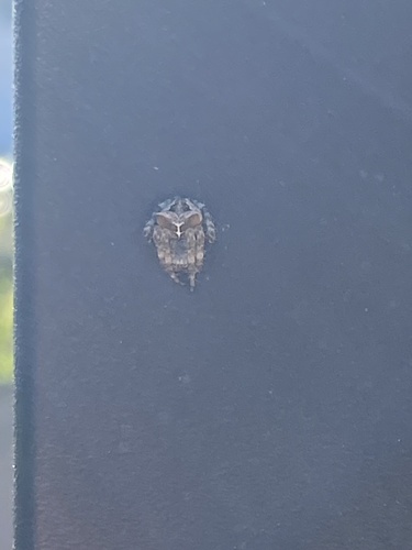 Cat-faced Orbweaver