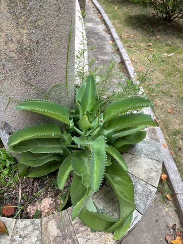Mother of Thousands
