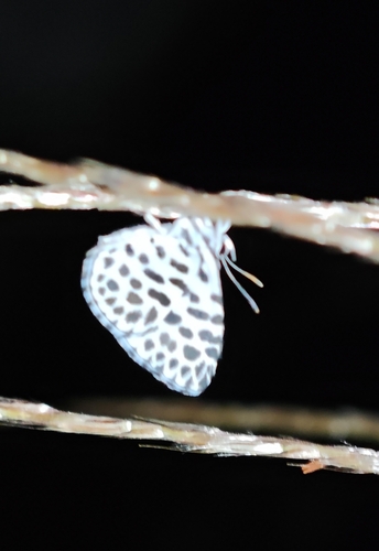 Forest Pierrot