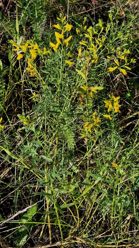 Genista tinctoria, photograph 2