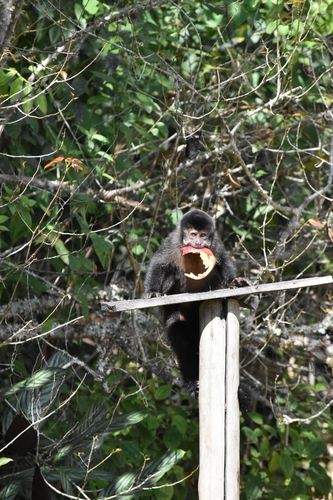 Black capuchin