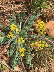 Cymopterus longipes