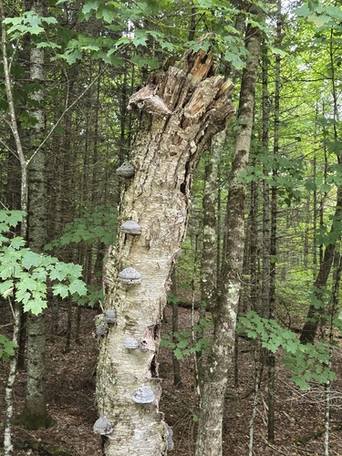 Tinder Polypore