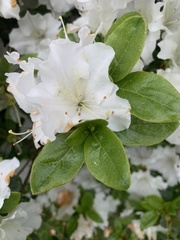 Rhododendron