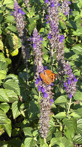 Painted Lady