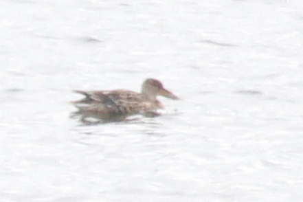 Northern Shoveler