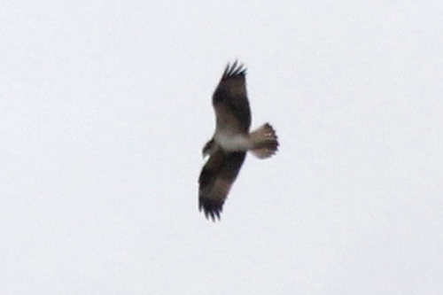 Osprey