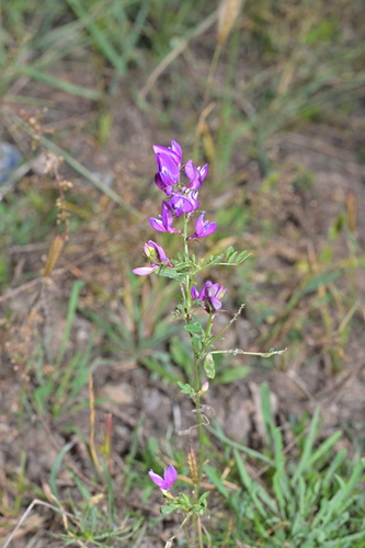 Astragalus davuricus