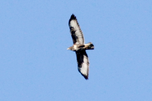 Common Buzzard