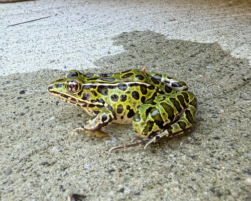 Northern Leopard Frog