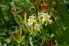 Lycoris × albiflora, photograph (c) WATANABE Hitoshi 渡辺仁, some rights reserved (CC BY)