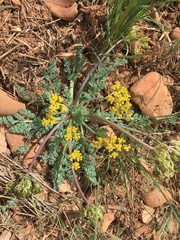 Cymopterus longipes