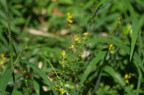 Agrimonia pilosa, photograph 6