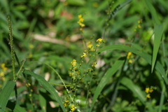 Agrimonia pilosa, photograph (c) WATANABE Hitoshi 渡辺仁, some rights reserved (CC BY)