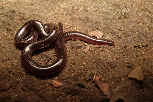 Photo of a Dainty Blind Snake (Trilepida dimidiata)