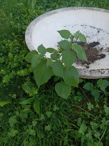 black nightshade