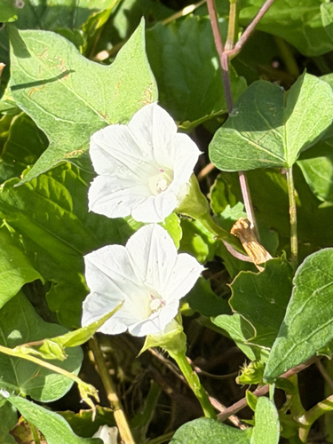 White Morning-glory