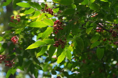 Staphylea japonica
