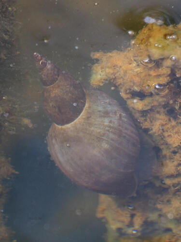 Lymnaea jugularis