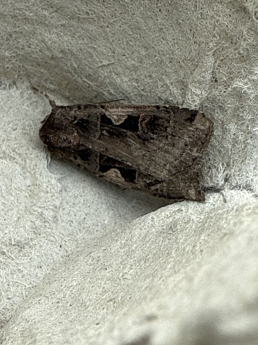 Setaceous Hebrew Character