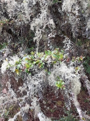 Thuidium peruvianum