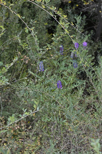 Laxmann's Milkvetch