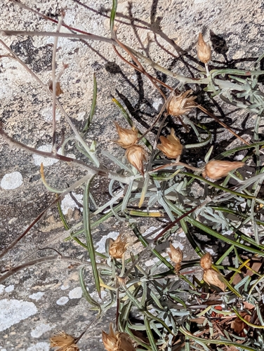 Phagnalon sordidum, photograph 2