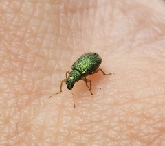 Polydrusus pterygomalis