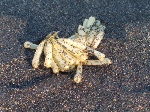 Purpura bufo observed 2026-09-14