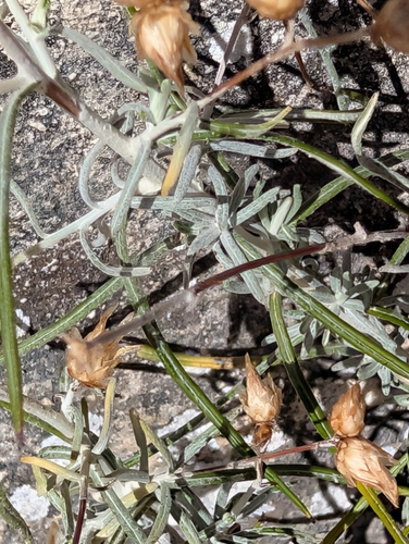 Phagnalon sordidum, photograph 3